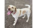 Adopt CLOUDY a Yellow Labrador Retriever, Cattle Dog