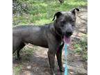 Adopt FLACO a Blue Lacy, Labrador Retriever