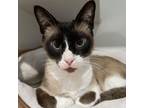 Adopt BACON RANCH a Siamese, Domestic Short Hair