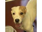 Adopt Casey a Black Mouth Cur