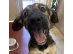 Adopt Josiah a Black Mouth Cur