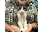 Adopt Captain Hook a Domestic Short Hair