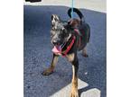 Adopt A170020 a German Shepherd Dog, Mixed Breed