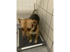 Adopt A170188 a German Shepherd Dog, Mixed Breed