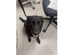 Adopt KOMAN a Labrador Retriever