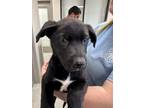 Adopt A170238 a Labrador Retriever