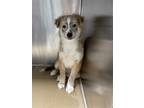 Adopt CROWLEY a Border Collie, Mixed Breed