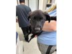 Adopt A170239 a Labrador Retriever