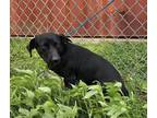 Adopt A170184 a Dachshund, Labrador Retriever