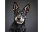 Adopt Pogo a German Shepherd Dog