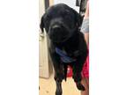 Adopt Joey a Labrador Retriever, Mixed Breed