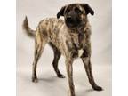 Adopt Bronny a Shepherd