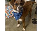 Adopt Rocky a Mountain Cur, Mixed Breed