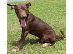 Adopt Buck 39378 a Doberman Pinscher, Chocolate Labrador Retriever