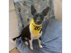 Adopt Elvis Presley a Border Collie