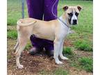 Adopt Chase a Boxer, Great Pyrenees
