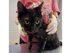 Adopt John a Domestic Short Hair