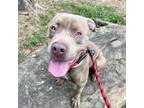 Adopt Chief a Pit Bull Terrier