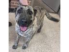 Adopt Anubis a Shepherd