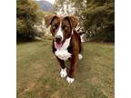 Adopt Vinny a Australian Kelpie, Pit Bull Terrier