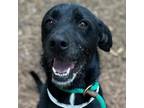 Adopt Oreo a Labrador Retriever