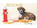 Adopt Rockie a Boxer, Mixed Breed