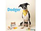 Adopt Dodger a Labrador Retriever, Border Collie