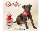 Adopt Buster a Plott Hound, Mixed Breed