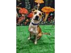 Adopt Connor a Labrador Retriever, Pit Bull Terrier