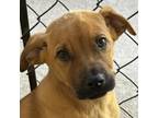 Adopt Butch a Mixed Breed