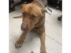 Adopt Bentley a Rhodesian Ridgeback