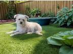 Adopt Kyrou a Cairn Terrier, West Highland White Terrier / Westie