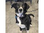 Adopt Marbles a Border Collie, Mixed Breed