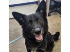 Adopt Drake a German Shepherd Dog, Mixed Breed