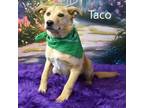Adopt Taco a Terrier