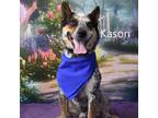 Adopt Kason a Australian Cattle Dog / Blue Heeler
