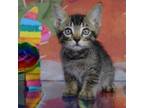 Adopt Tony a Domestic Short Hair