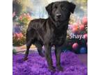 Adopt Shaya a Black Labrador Retriever, Retriever