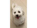Adopt Puppy in NY a Havanese