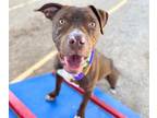 Adopt RAYRAY a Pit Bull Terrier