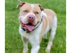 Adopt BROLY a Pit Bull Terrier