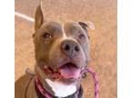 Adopt GROOT* a Pit Bull Terrier