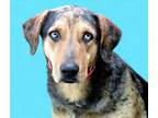 Adopt CASH a Catahoula Leopard Dog, Mixed Breed