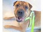 Adopt OSCAR MAYER* a Shar-Pei