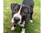 Adopt OREO (HAUNTER) a Pit Bull Terrier