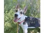 Adopt POPPER a Husky, Mixed Breed