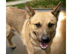 Adopt WISH* a German Shepherd Dog