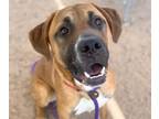 Adopt PHOEBUS* a Boxer