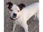 Adopt CHICKEN NUGGET* a Pit Bull Terrier, Mixed Breed