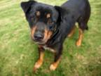 Adopt ABRAHAM* a Rottweiler, Mixed Breed